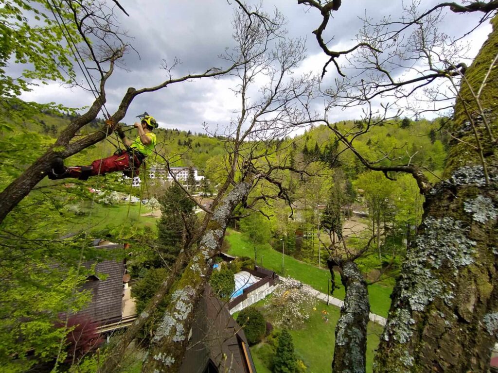 wycinka drzew Bielsko